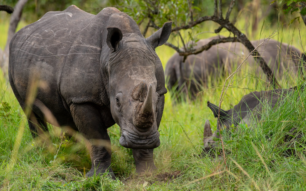 rhino tracking in kenya