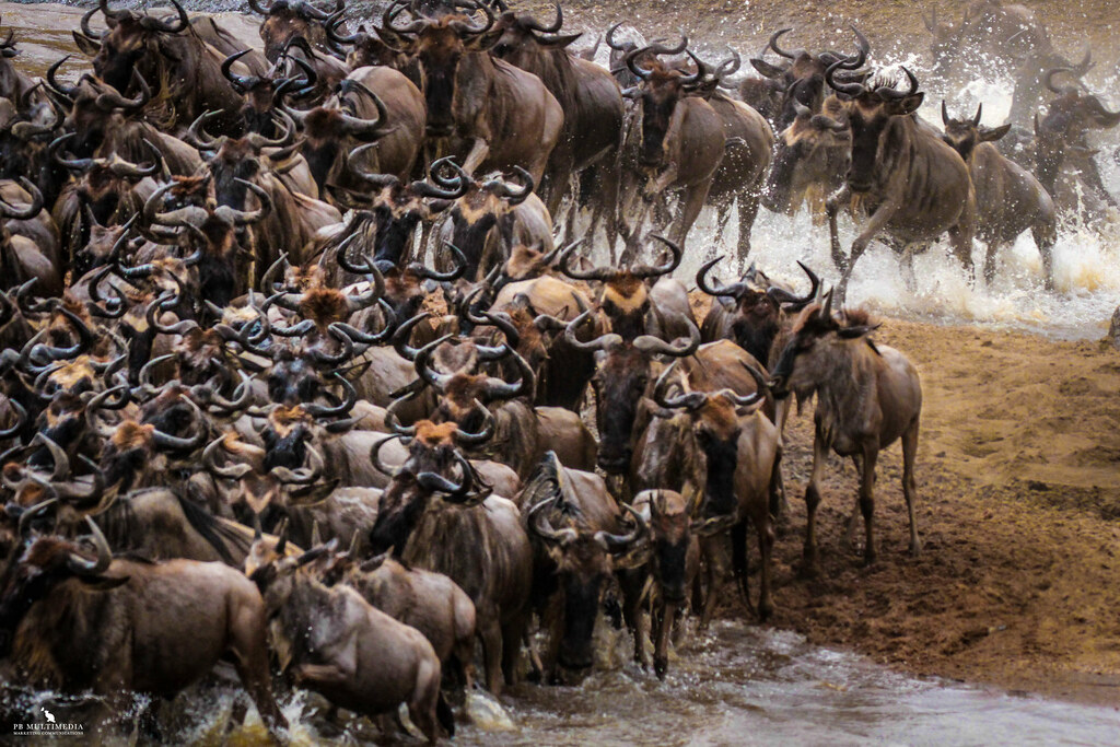 wildebeest migration at Maasai Mara